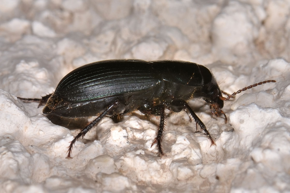 Carabidae: Harpalus dimidiatus